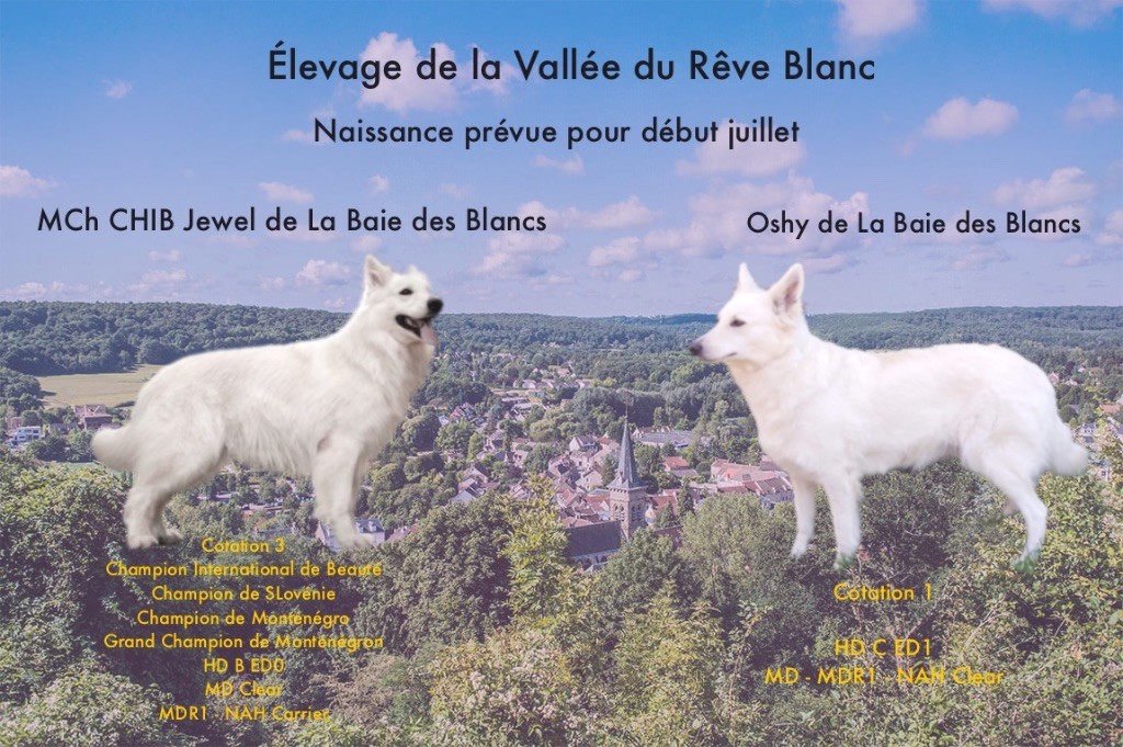 De La Vallée Du Rêve Blanc - Naissance prévue début juillet 