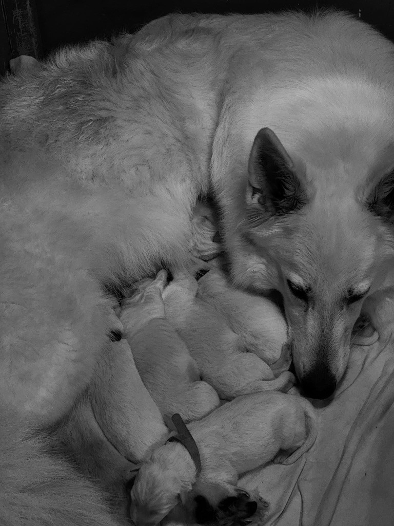 chiot Berger Blanc Suisse De La Vallée Du Rêve Blanc