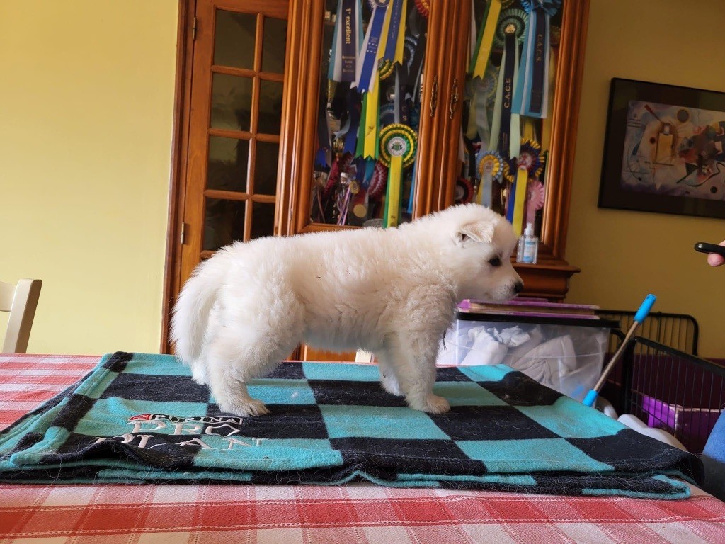 De La Vallée Du Rêve Blanc - Berger Blanc Suisse - Portée née le 05/07/2023