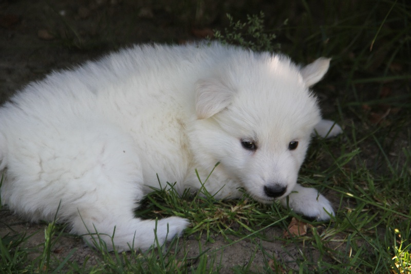 De La Vallée Du Rêve Blanc - Berger Blanc Suisse - Portée née le 27/04/2015