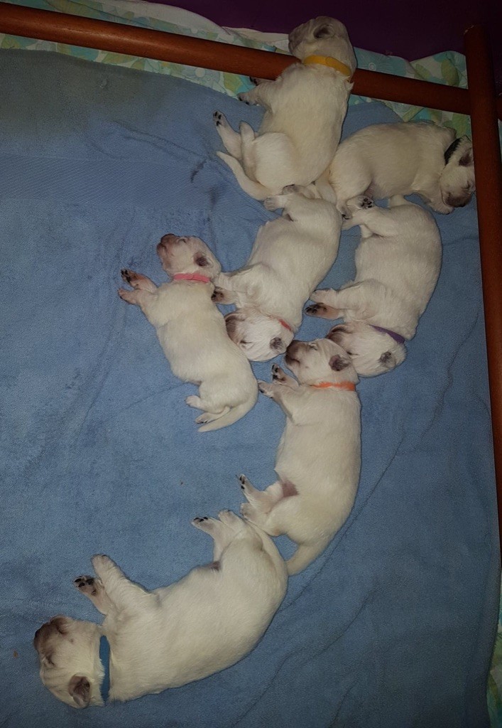 De La Vallée Du Rêve Blanc - Berger Blanc Suisse - Portée née le 25/04/2019