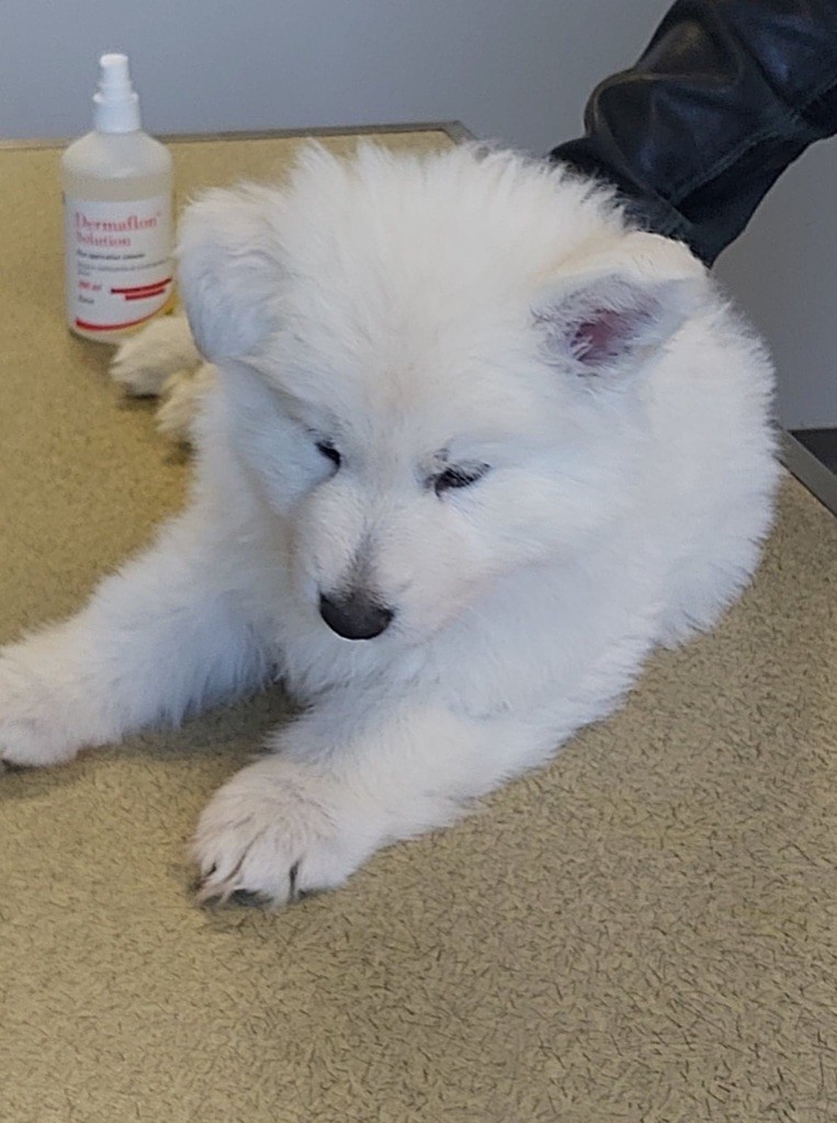 De La Vallée Du Rêve Blanc - Berger Blanc Suisse - Portée née le 18/04/2020