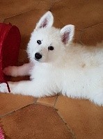 CHIOT rose