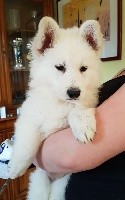 CHIOT rouge