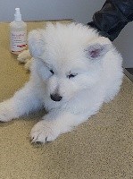 CHIOT