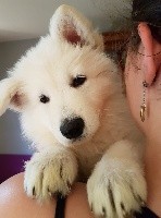 CHIOT violet