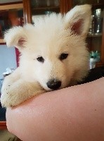 CHIOT noir
