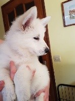 CHIOT orange