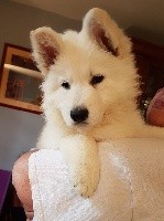 CHIOT jaune