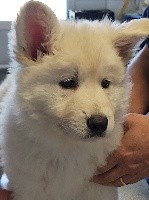 CHIOT