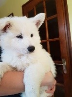 CHIOT bleu