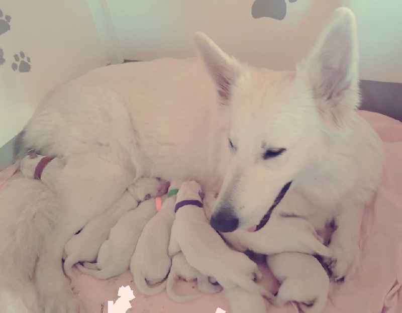 De La Vallée Du Rêve Blanc - Berger Blanc Suisse - Portée née le 29/04/2016